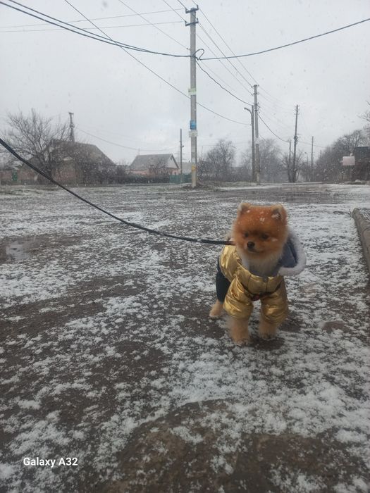 Вязка Померанского шпица