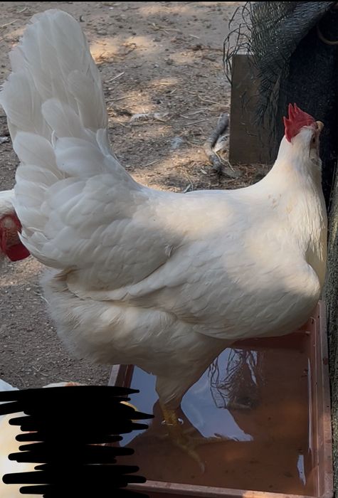 Galinhas Galos ou ovos Legorn