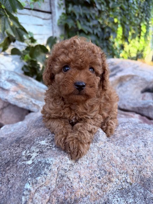 Ляльковий малюк той пудель