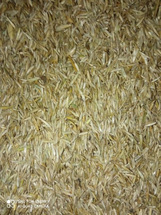 Sprzedam nasiona traw