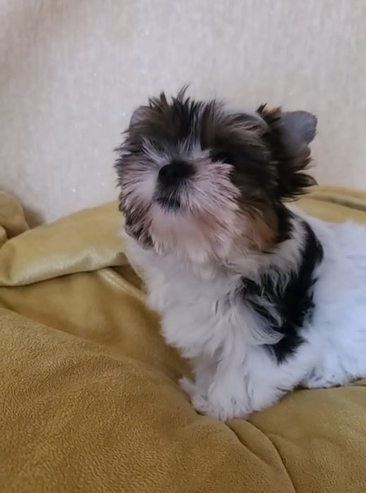 Дівчинка  Дніпро  Біверятко