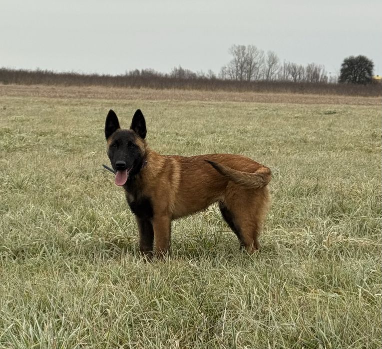 Owczarek belgijski malinois