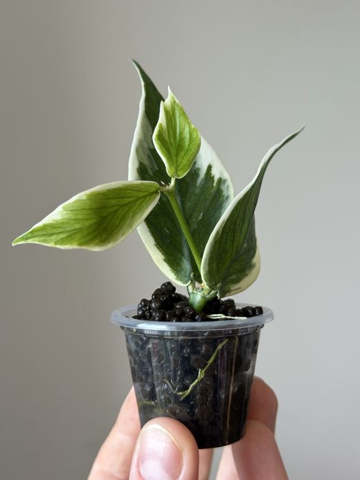 tania wysyłka! Hoya Polyneura albomarginata