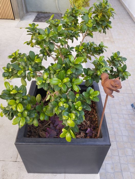 Planta Ficus Ginseng  Bonsai em vaso (68 cm)