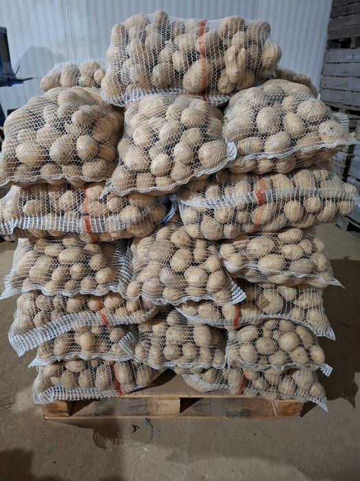 Ziemniaki Catania Noya Gala Mia