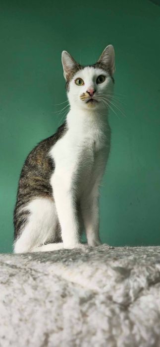 Banjo - młody kocurek spragniony człowieka