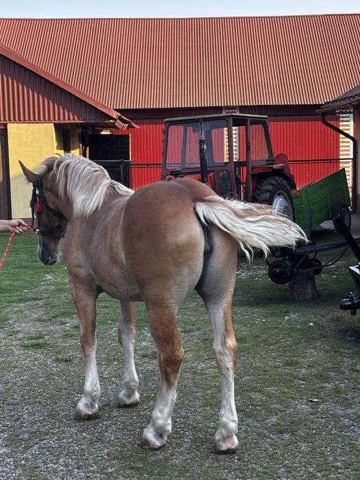 Koń zimnokrwisty