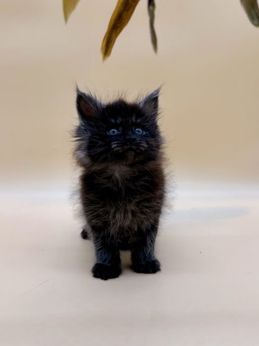 Мейн кун  котенок девочка с документами