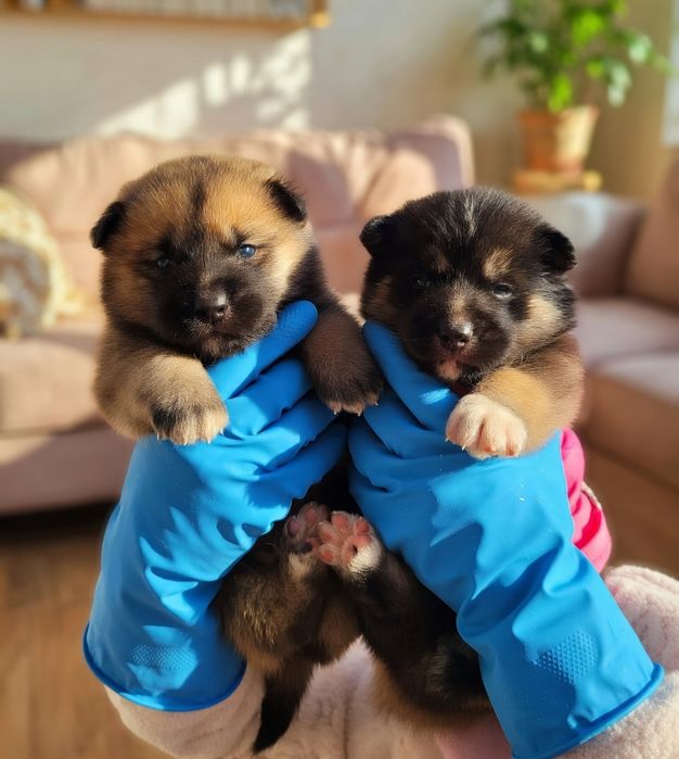 Шикарний хлопчик  та дівчинка продам