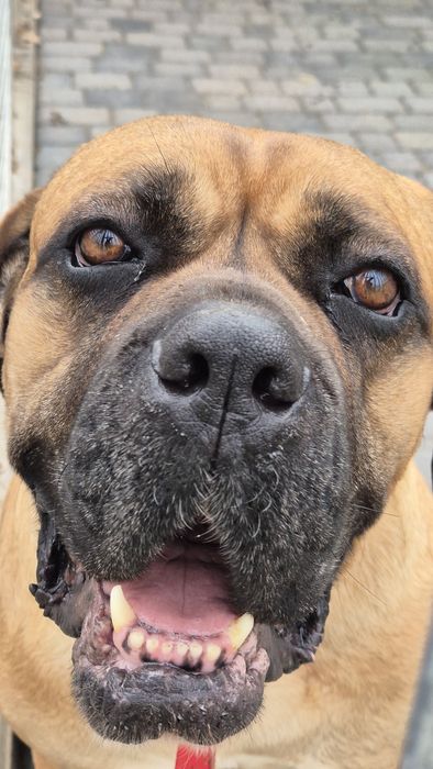 Dżej Si sama słodycz