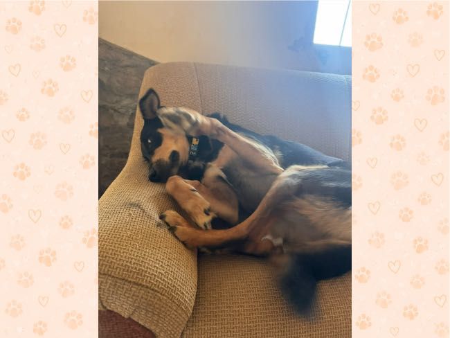 Cudowna, kochana suczka do adopcji, 2 lata,