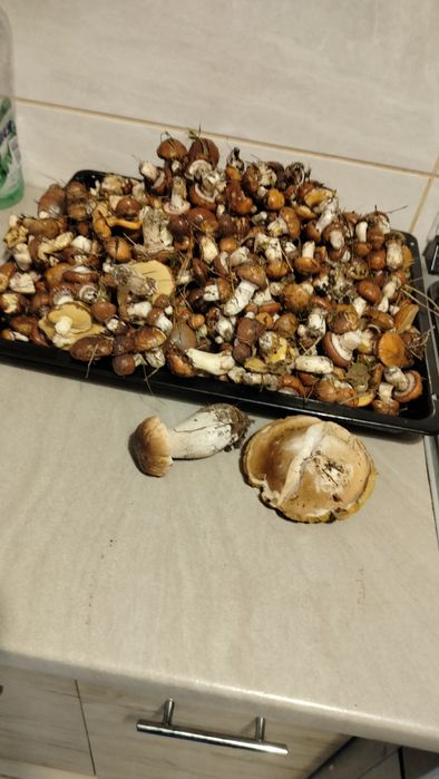 Grzybki suszone 1 kg