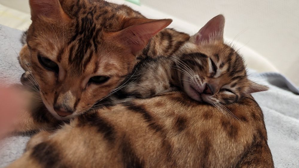 Бенгальські кошенята, бенгальський котята