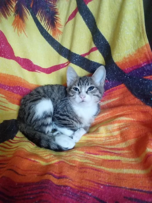 Кошенята у добрі руки. Кошеня. Кіт.