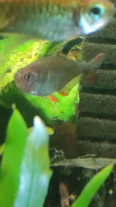 Szprzedam lub wymienię