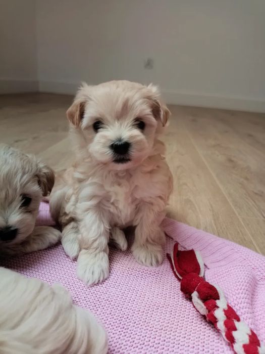 Мальтипу - ідеальна порода для дітей і алергіків Мальтипу ф1 і ф2