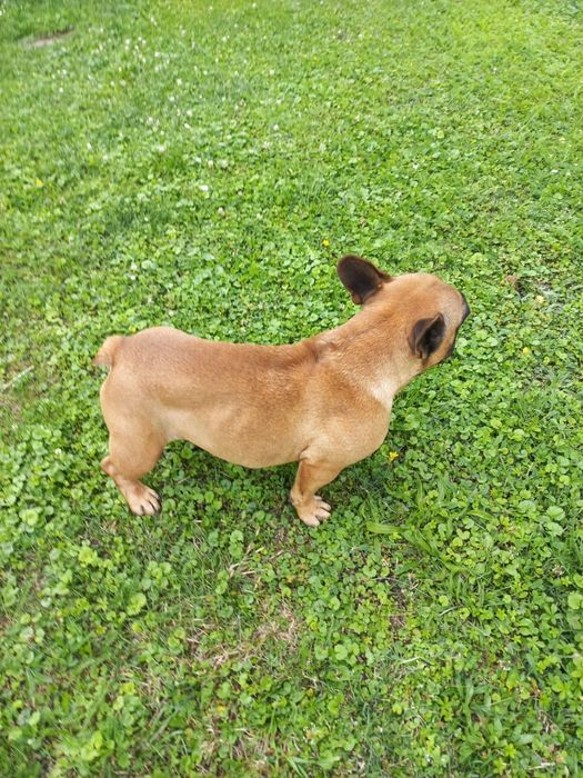 Buldog Francuski dorosła sunia