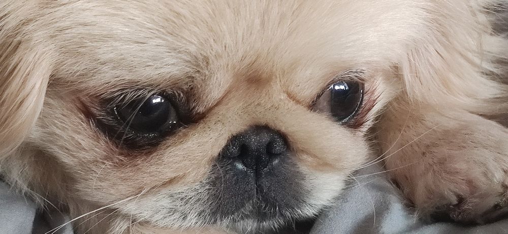 Вязка шукаємо кавалера