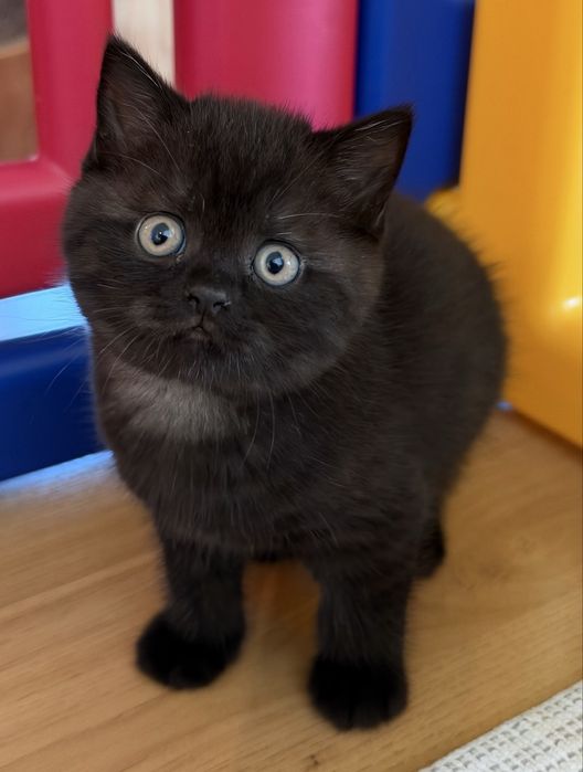 Femêa British Shorthair