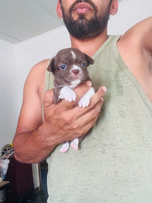chihuahua miniatura