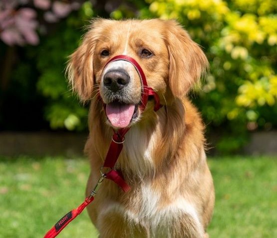 Kantar treningowy dla ciągnącego psa Halti czerwona obroża uzdowa r.4