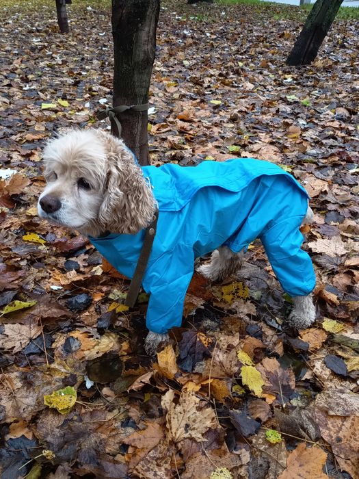 Дощовик для собаки