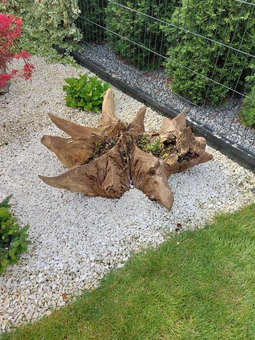 Korzeń ozdoba ogrodu