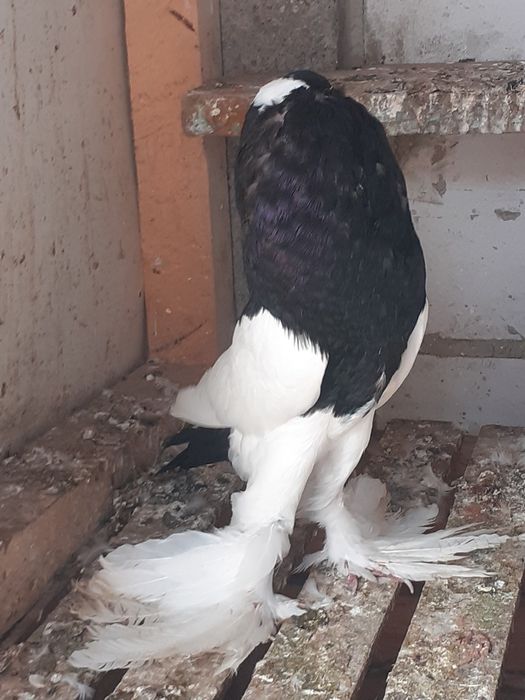 Gołębie ozdobne garłacze czeskie