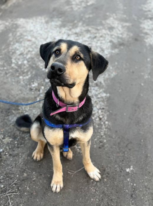 Дві собачки, молоді , щеплені , стерилізація