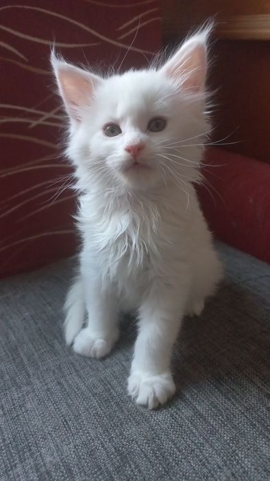 Kocurek Maine Coon WCF