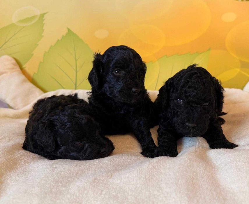 Cockapoo F1b puchate słodziaki