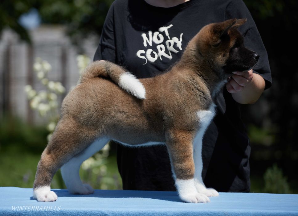 Видатні крові! Цуценята Американська Акіта КСУ / Акита Американская