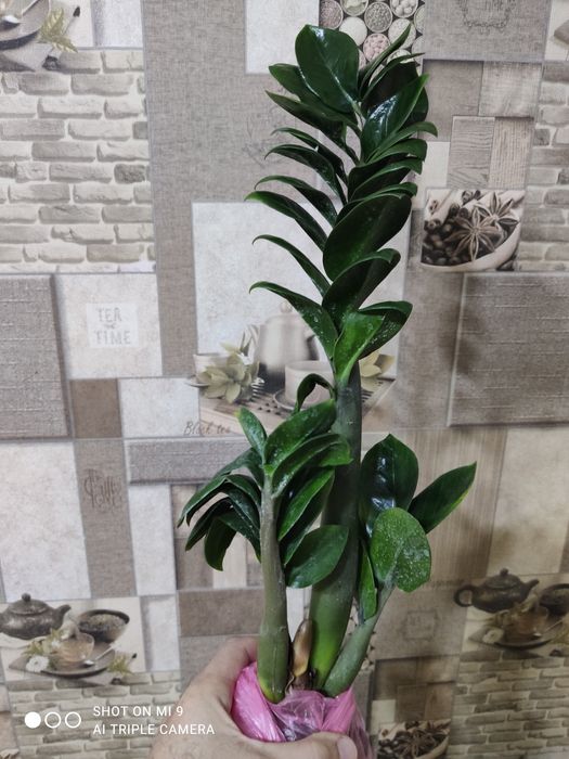 Заміокулькас-ЗЕНЗІ-