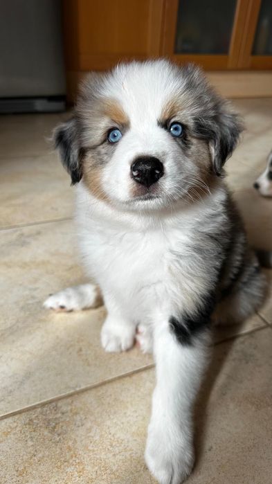 Pastor Australiano Blue Merle