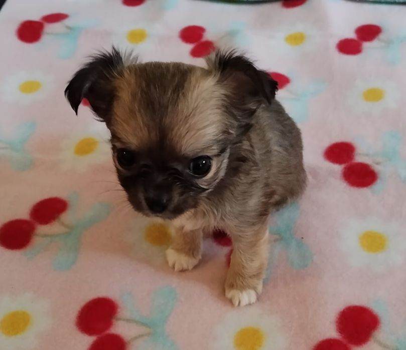 Chihuahua suczka