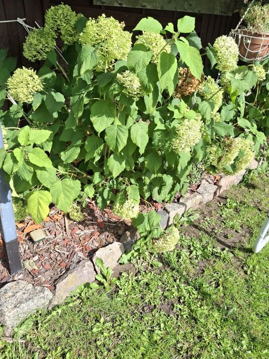 Hortensja annabelle