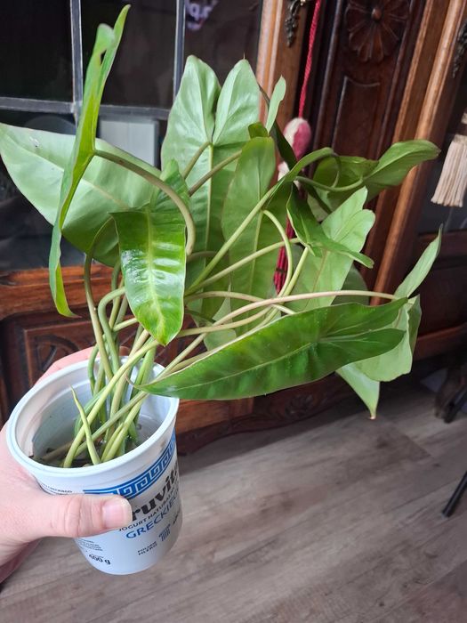 Philodendron pink lady philodendron paraiso verde