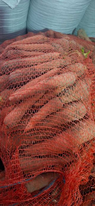 Морква, цибуля, буряк, буряк кормовий