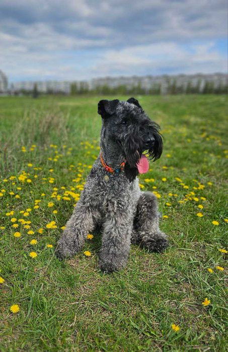 Цуценята Керрі Блю Тер'єра!