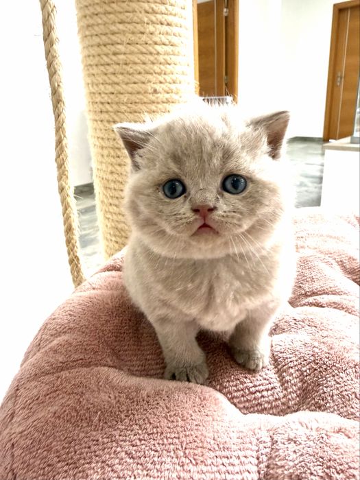 Gatinho British Shorthair