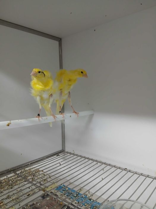 Frisados do Sul para cedência