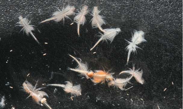 Artémia salina viva