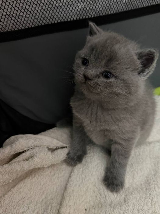 Шотландські висловухі кошенята