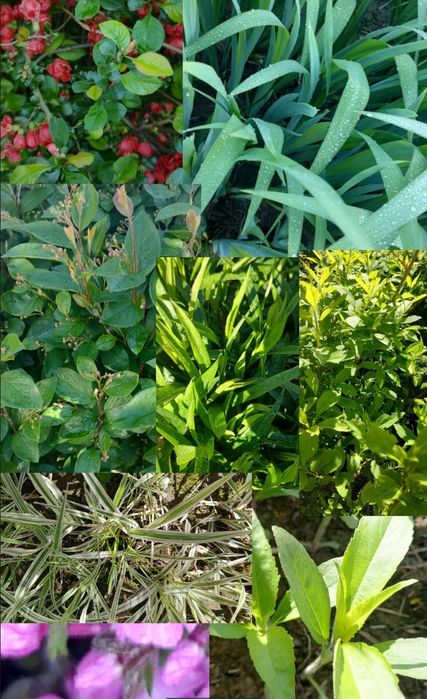 Rośliny ogrodowe sadzonki duże byliny