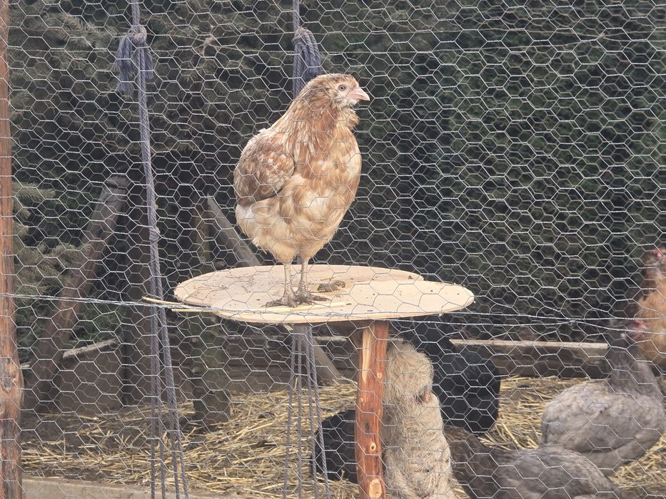 Kury araukany pisklaki araukany naturalne ekologiczne kury