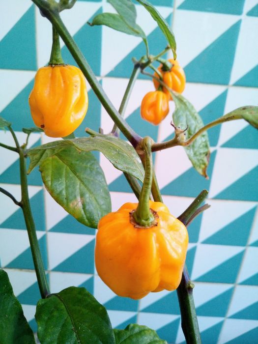 Sementes - Malagueta Habanero amarelo