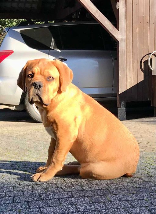 Dogue de Bordeaux/Mastif francuski - szczenię rodowodowe ZKwP/FCI - suczka