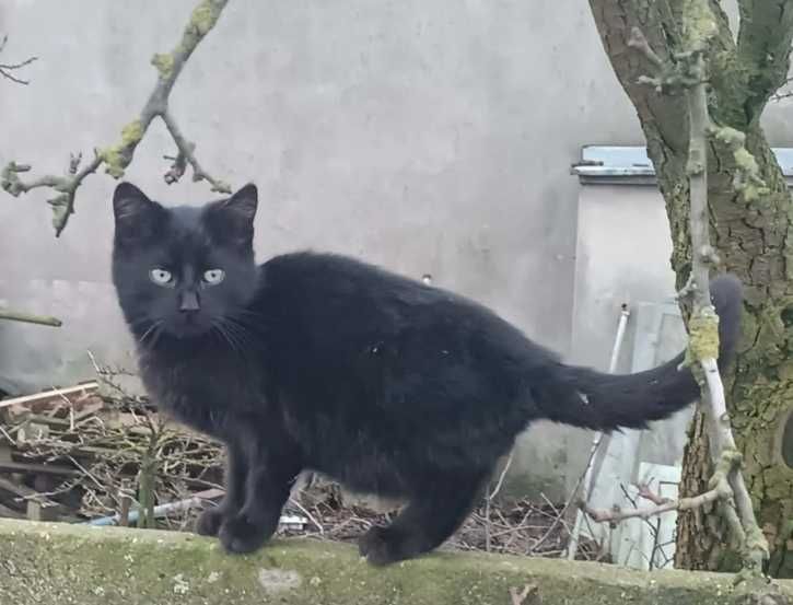 Koty śliczne szukają nowych domow