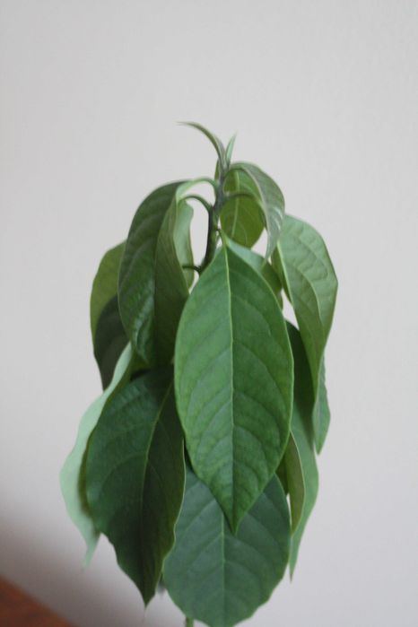 Drzewko awokado 2,5-letnie 60 cm.