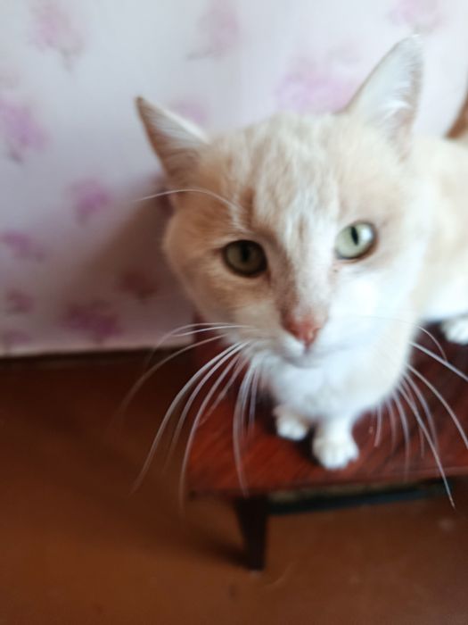 БЕНЯ шукає новий дім